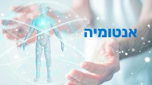 קורס אנטומיה