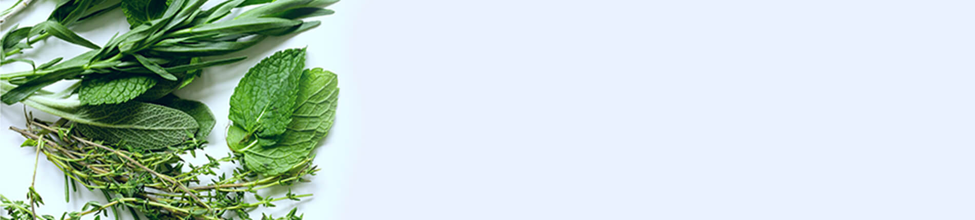 קורס צמחי מרפא מערביים